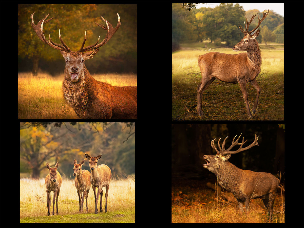 Deer at Tatton Park - Janet Taylor